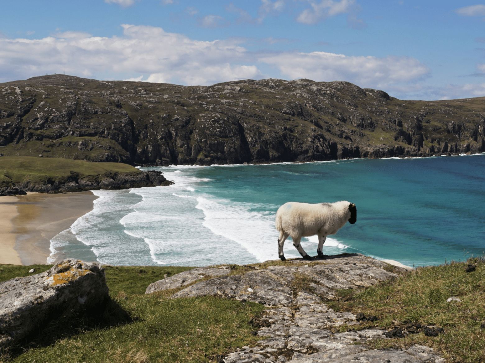 Sheep on a cliff overlooking a beach and ocean waves.