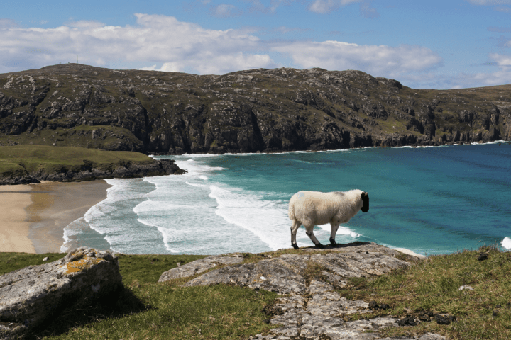 Sheep on a cliff overlooking a beach and ocean waves.