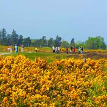 a flower is standing on a lush green field
