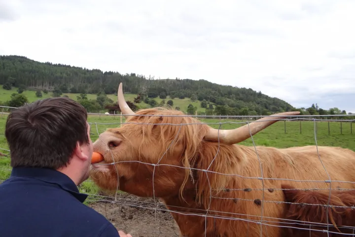 a man petting a cow that is standing in the grass