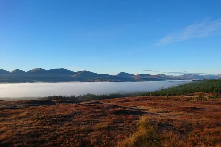 a close up of a dry grass field