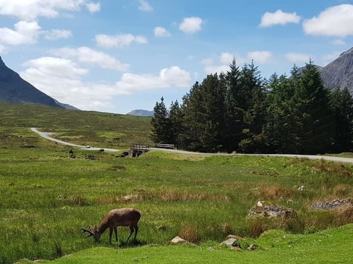 a herd of cattle grazing on a lush green field