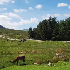 a herd of cattle grazing on a lush green field