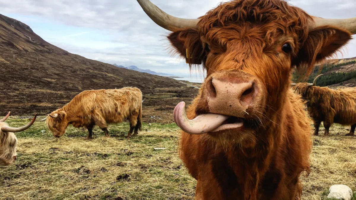 Highland Coo – Brian Sharp Highland Coo – Brian Sharp