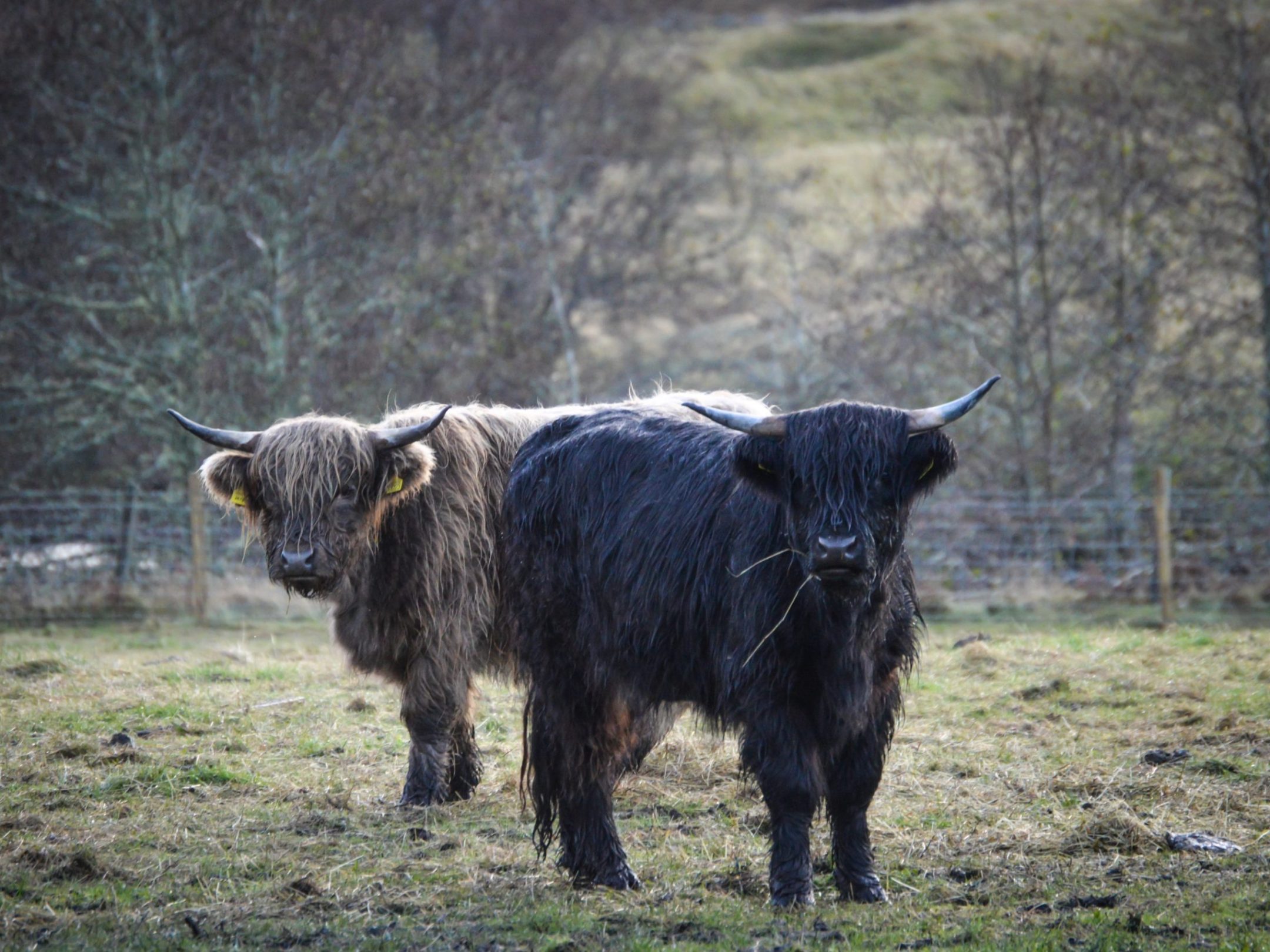 a cow standing on top of a grass covered field