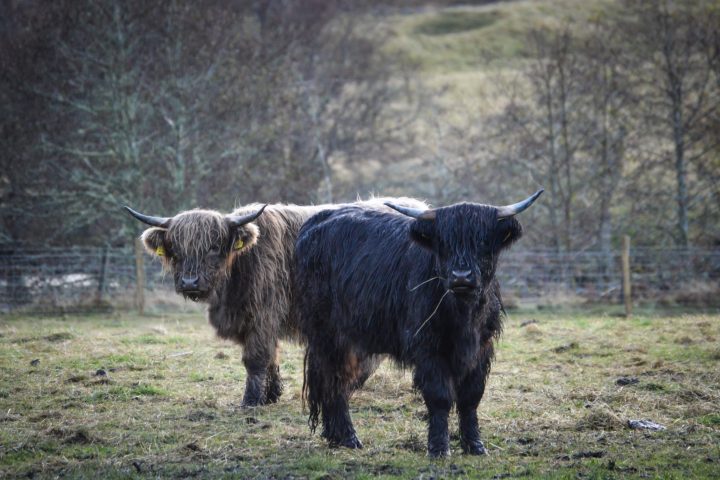 a cow standing on top of a grass covered field