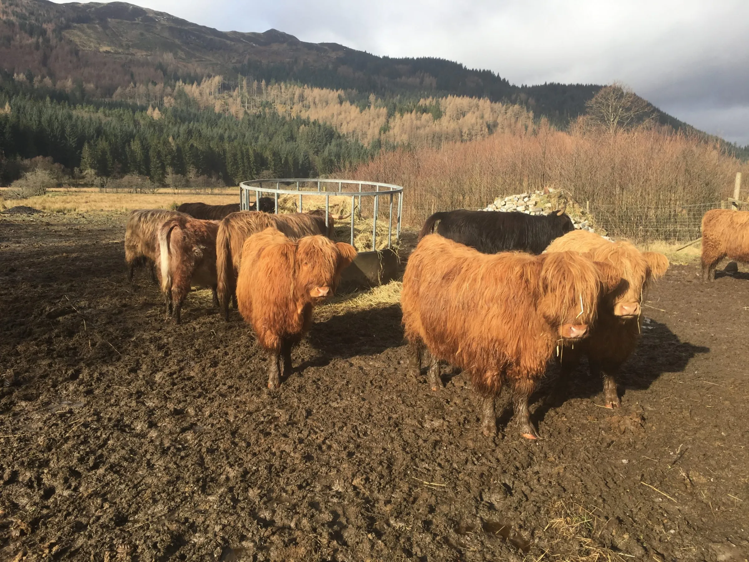 Highland-coos