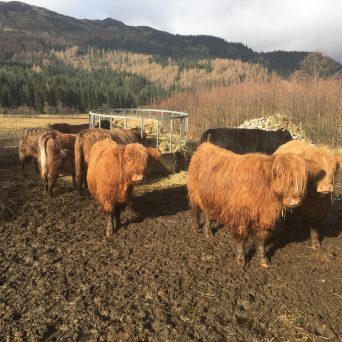 Highland-coos