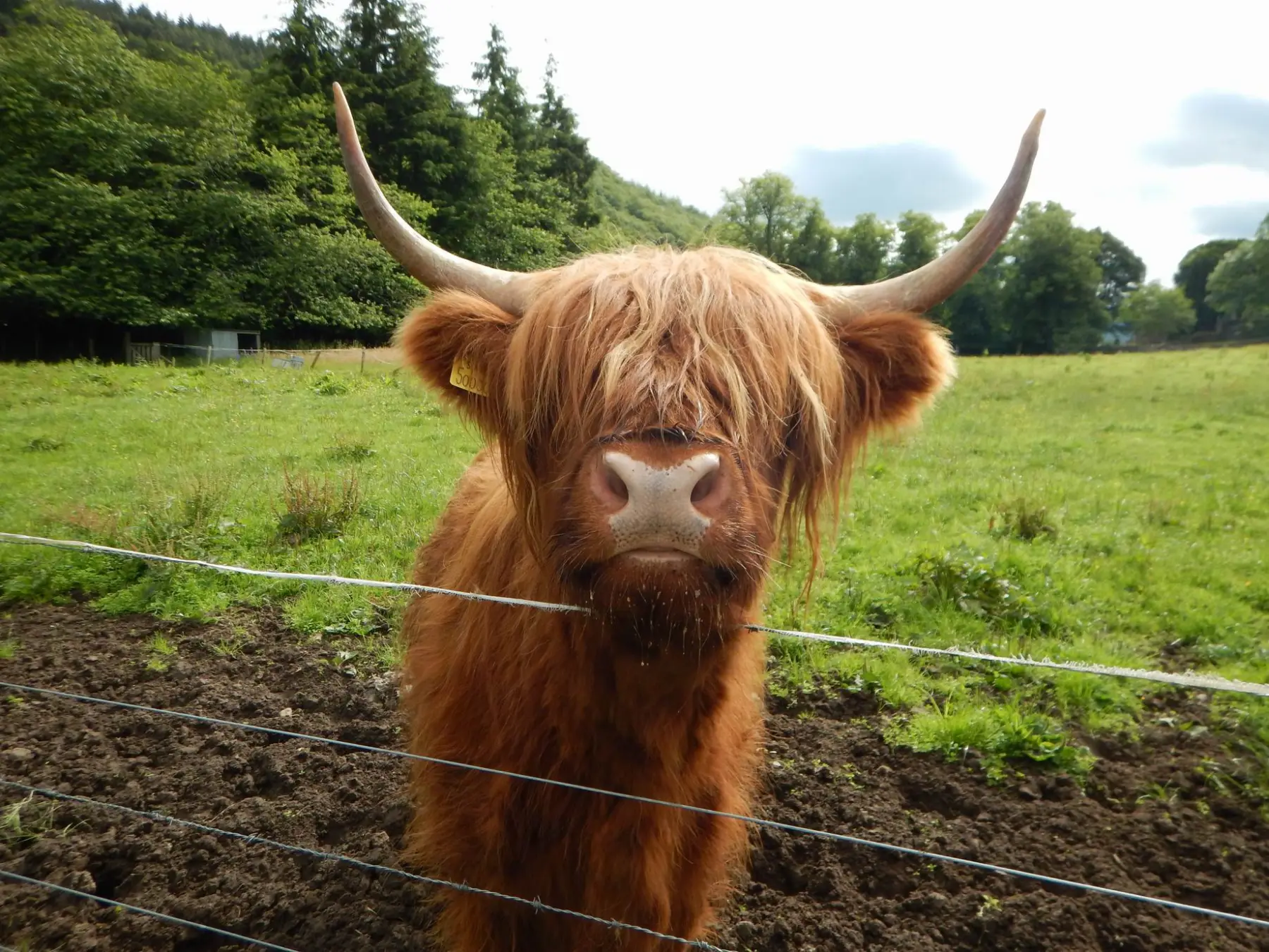 a brown horse standing next to a wire fence