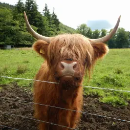 a brown horse standing next to a wire fence