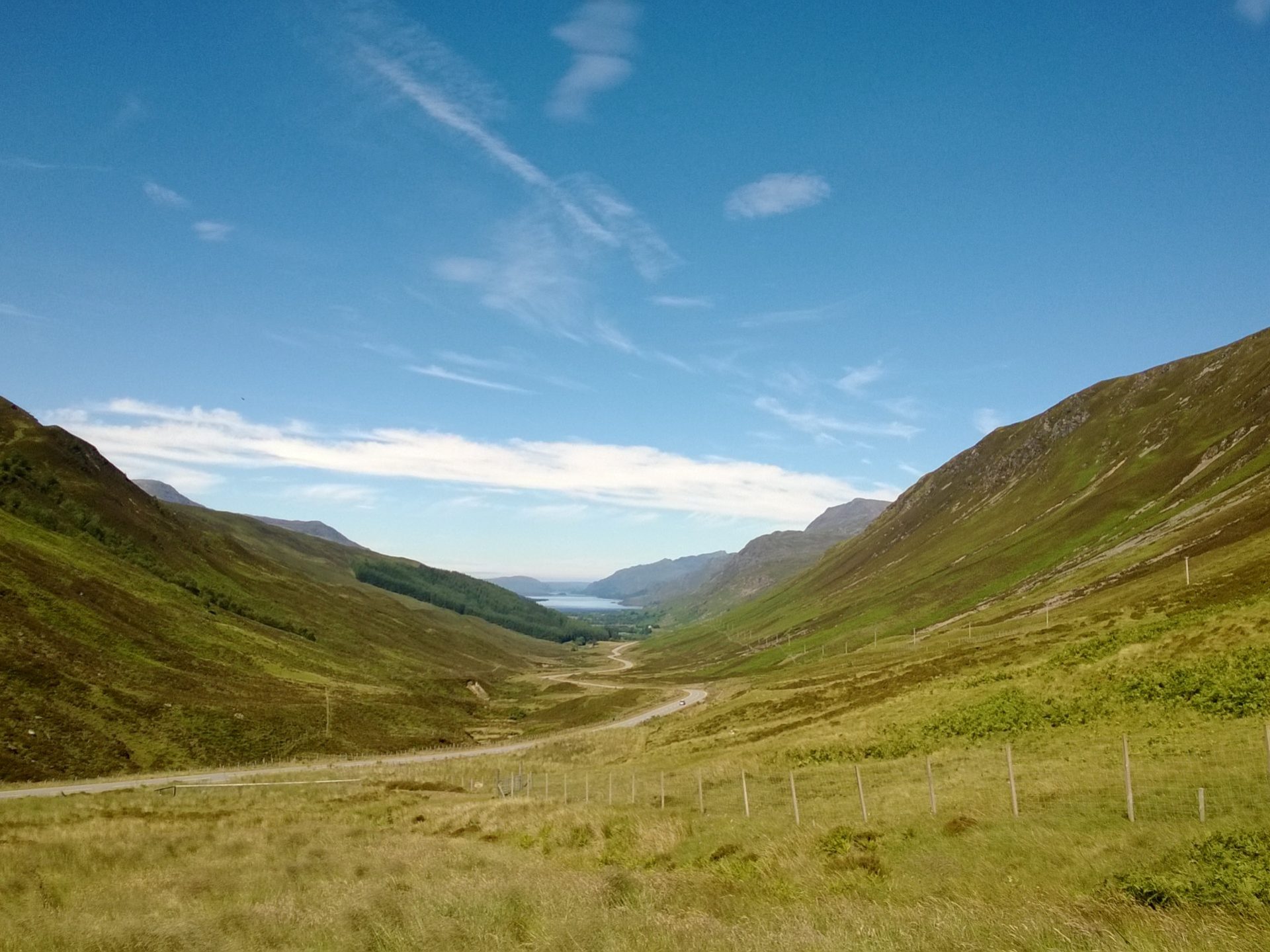 a herd of cattle grazing on a lush green hillside