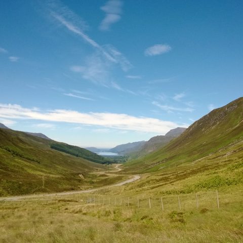 a herd of cattle grazing on a lush green hillside