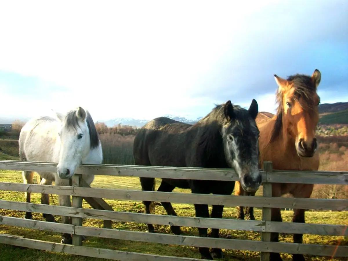 a brown horse standing next to a fence
