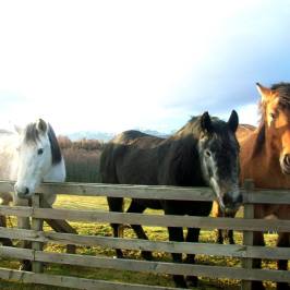 a brown horse standing next to a fence