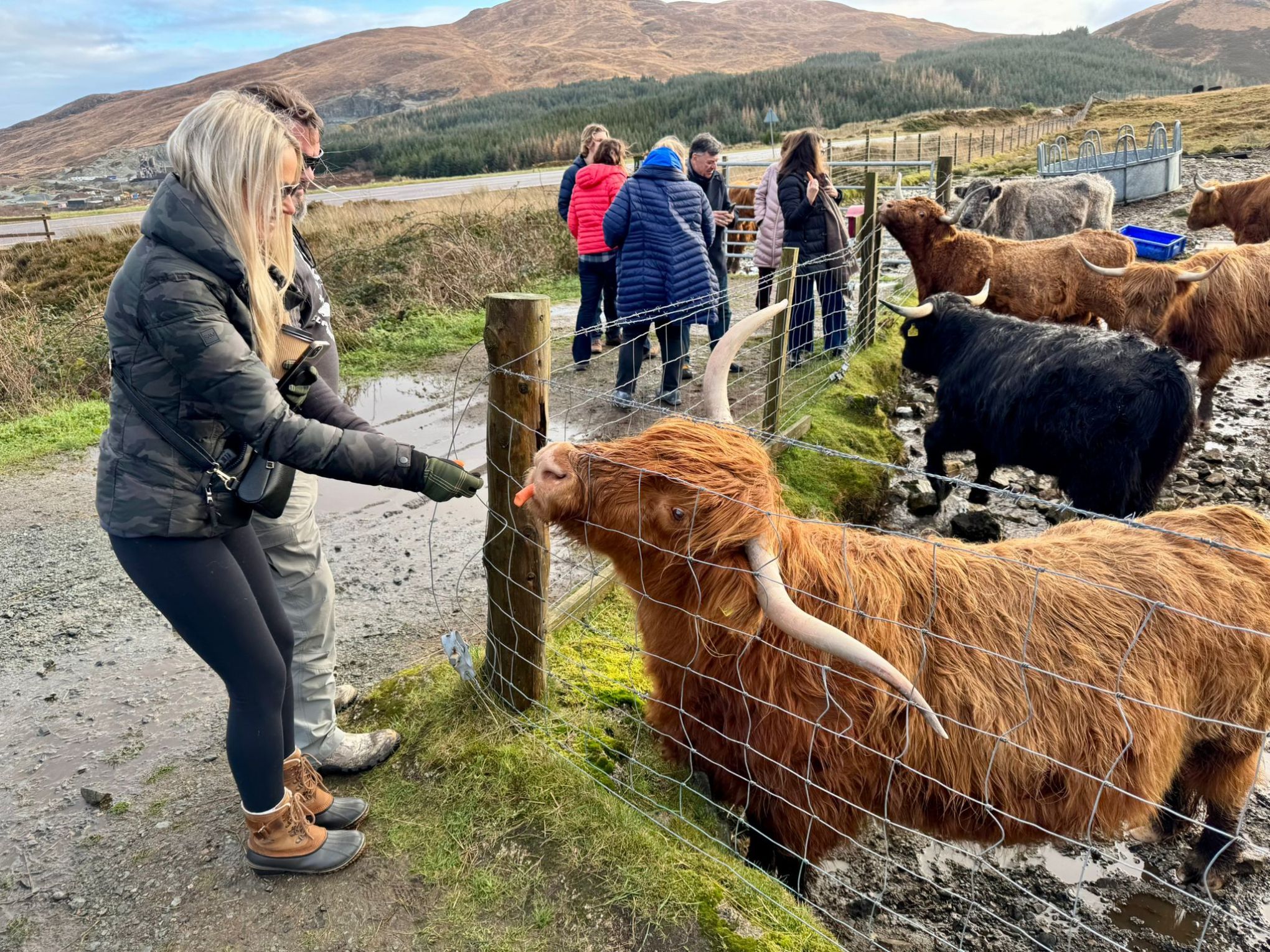 People feeding Highland cows through a fence in a rural, hilly landscape.