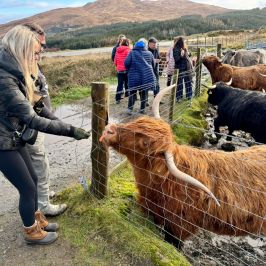 People feeding Highland cows through a fence in a rural, hilly landscape.