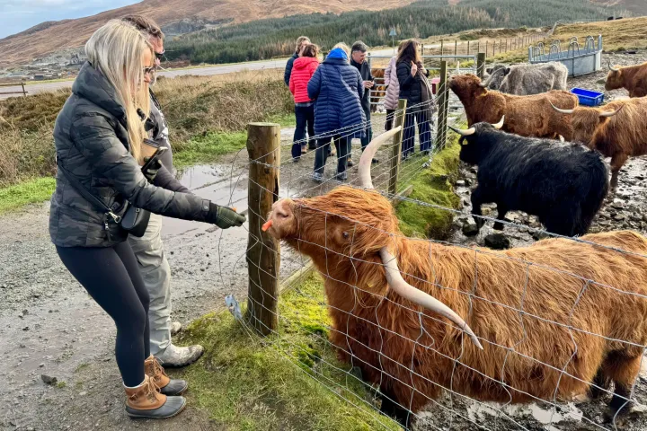 People feeding Highland cows through a fence in a rural, hilly landscape.
