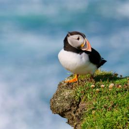 A puffin stands on a grassy cliff edge above a blurred ocean background.
