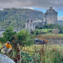 Bird on rock with castle in background, set in a lush landscape.