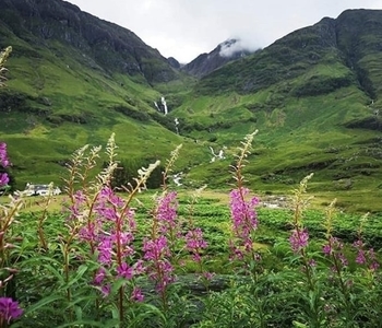 clean-landscape a group of purple flowers in a field
