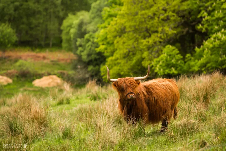 a brown bear walking across a lush green field