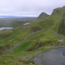 a herd of cattle standing on top of a lush green hillside