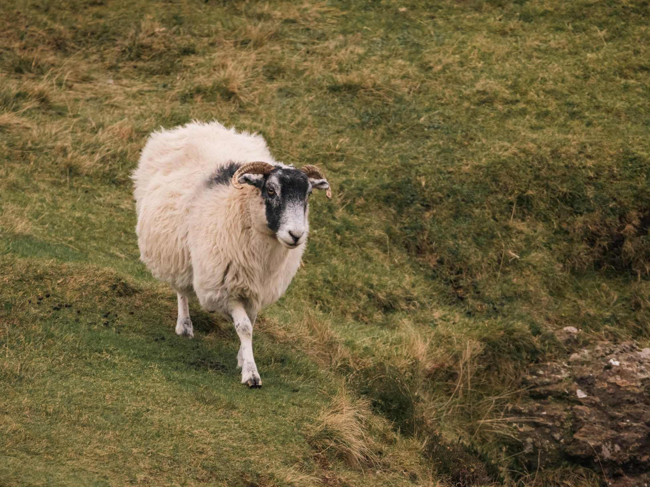 a sheep standing on top of a lush green field