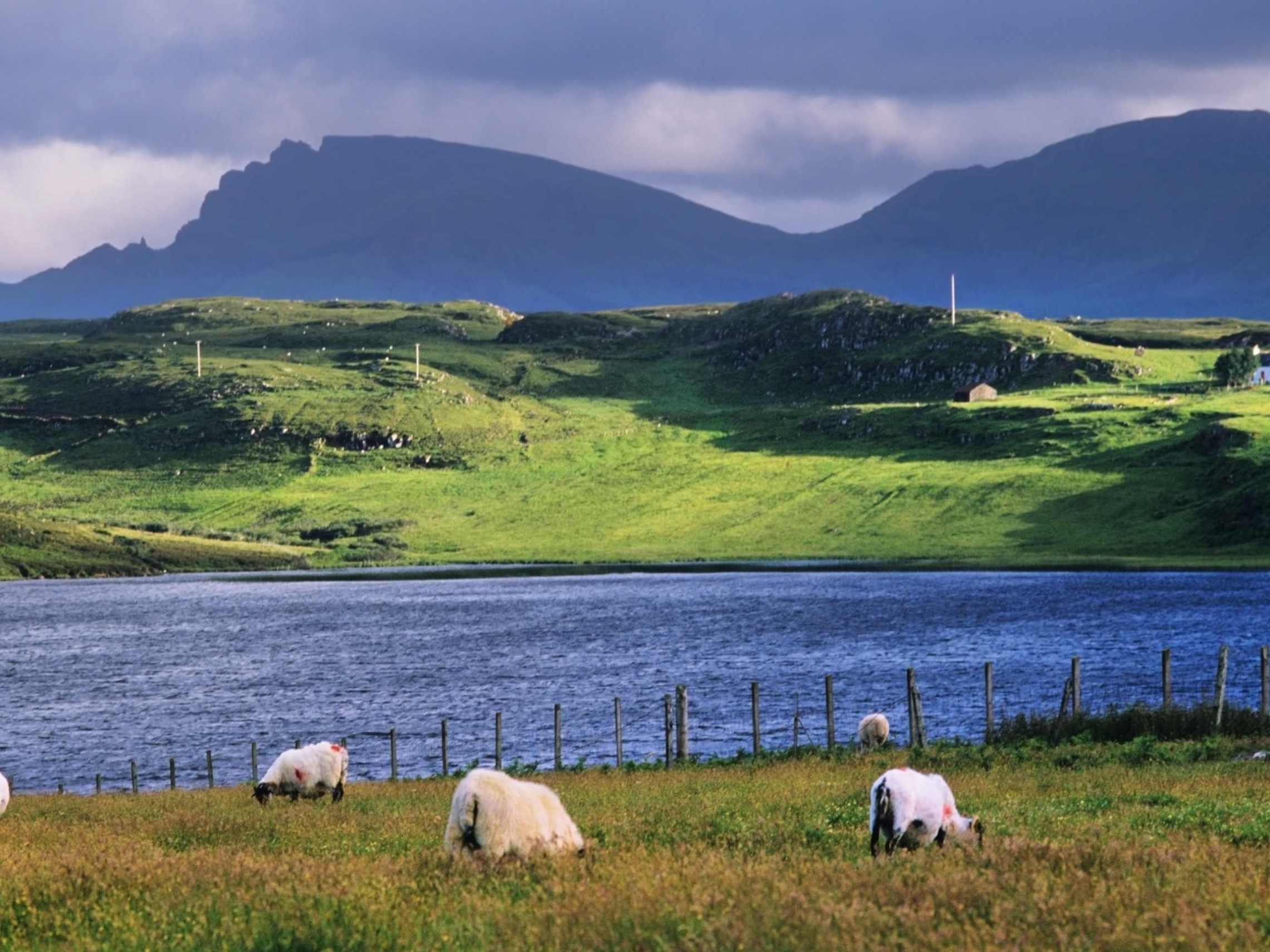 a herd of sheep grazing on a hill overlooking a body of water