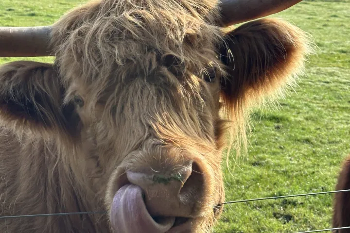 a brown cow standing next to a wire fence