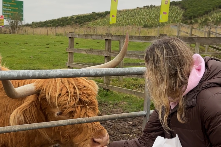a person feeding a cow through a fence