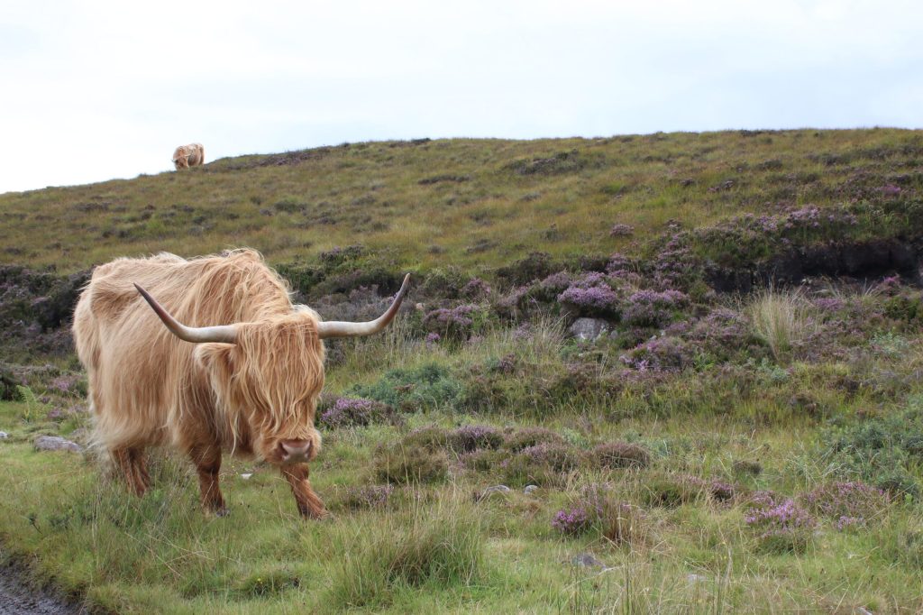 a brown cow standing on top of a grass covered field