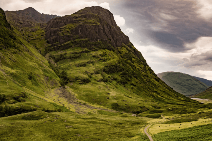 a herd of sheep walking across a lush green hillside