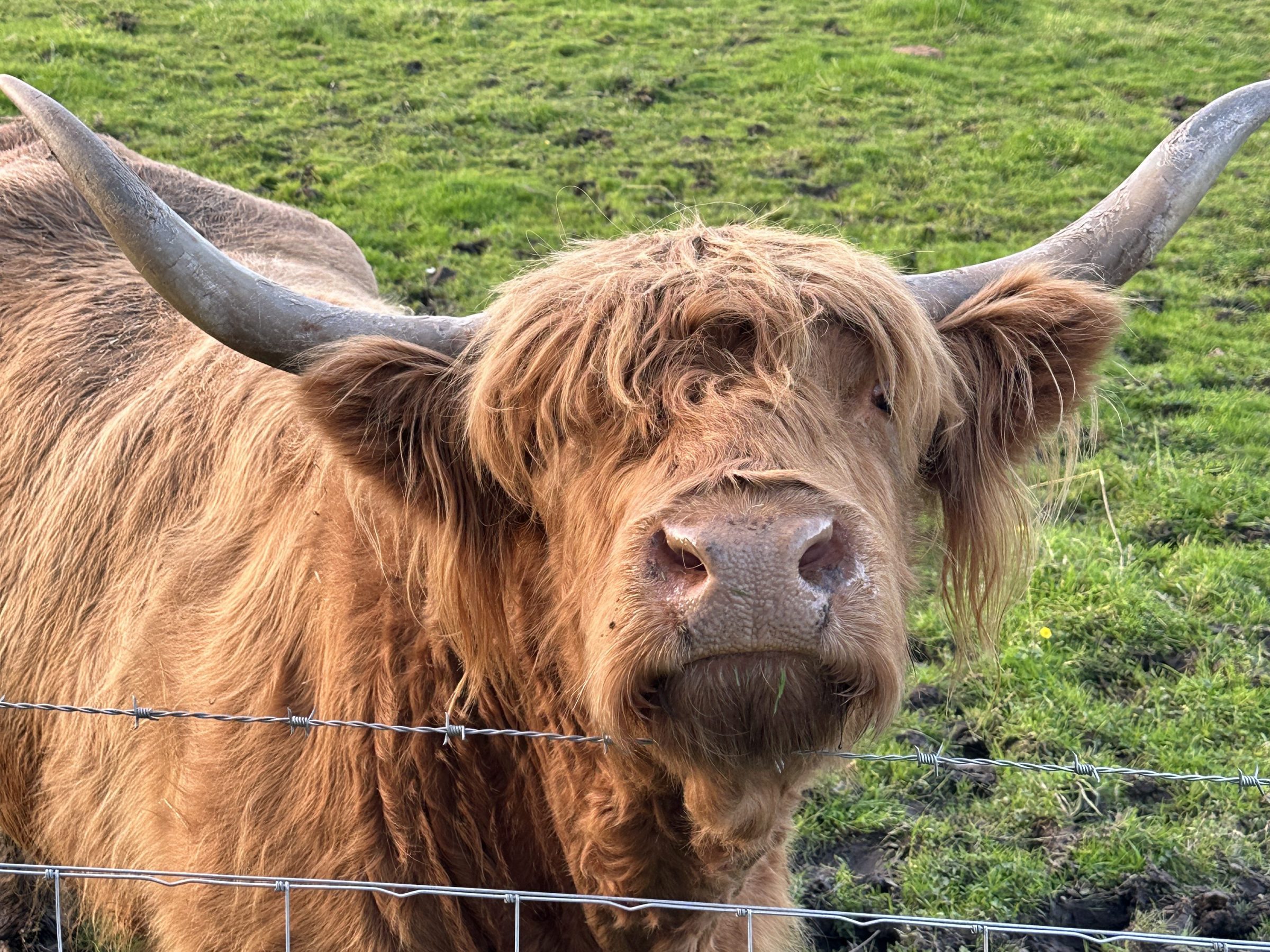 Highland cow with long horns and shaggy fur standing behind a fence in a grassy field.