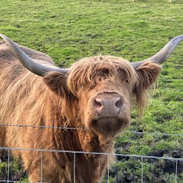 Highland cow with long horns and shaggy fur standing behind a fence in a grassy field.