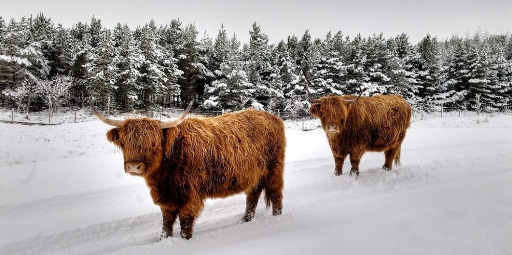 a herd of sheep standing on top of a snow covered field