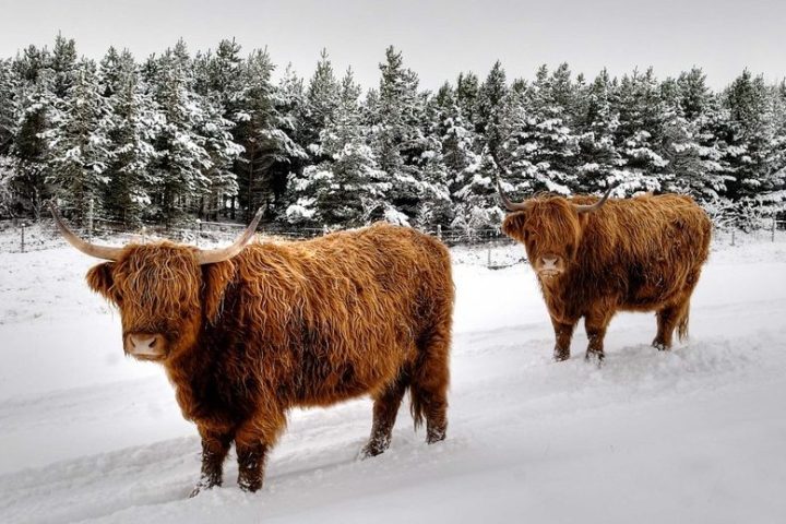 a herd of sheep standing on top of a snow covered field