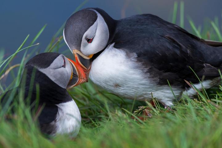 a bird sitting on top of a grass covered field