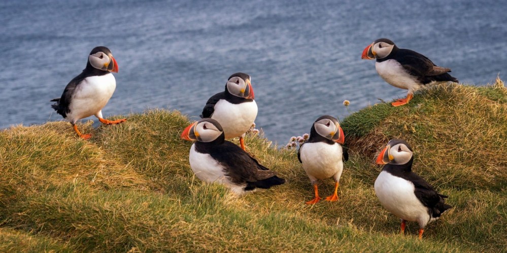 a flock of seagulls standing on grass
