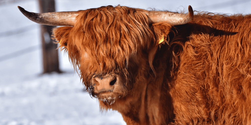 a close up of a cow