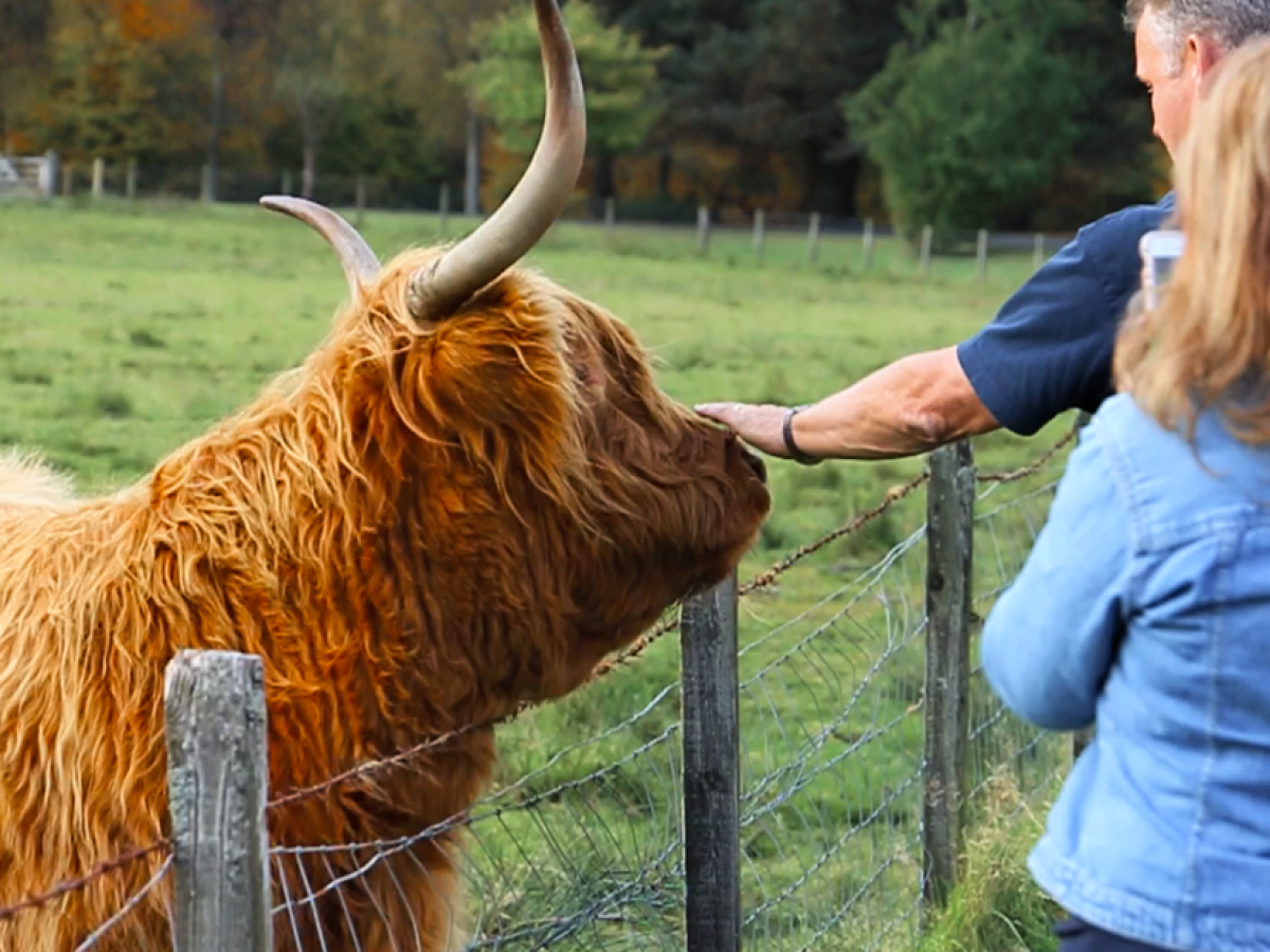 Person petting a Highland cow behind a wire fence in a grassy field.