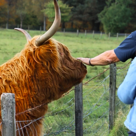 Person petting a Highland cow behind a wire fence in a grassy field.