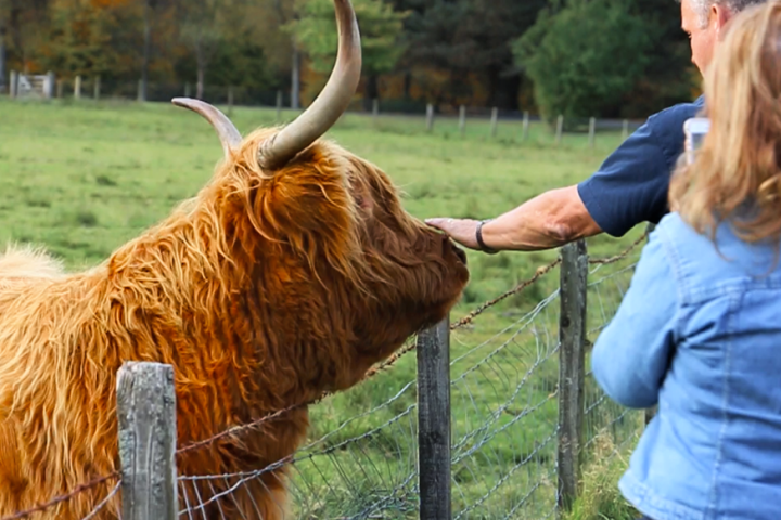 Person petting a Highland cow behind a wire fence in a grassy field.