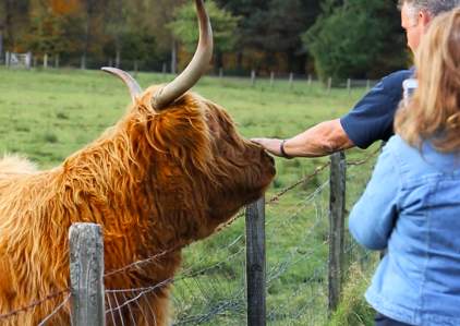 Person pets a Highland cow through a wire fence in a grassy field.