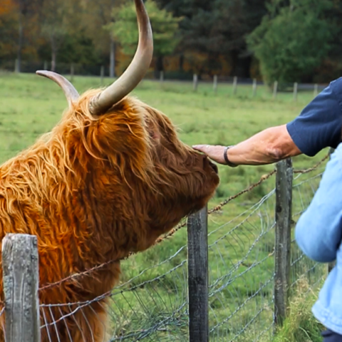 Person pets a Highland cow through a wire fence in a grassy field.