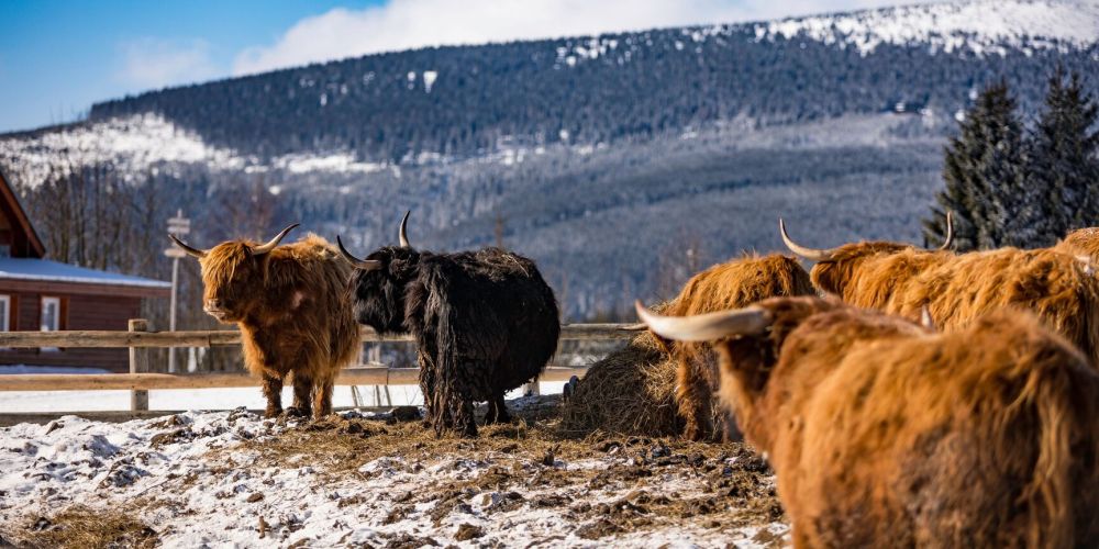 Highland cows with long horns in a snowy field near a wooden building and mountains.