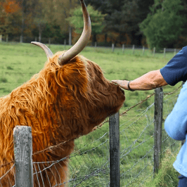 People petting a Highland cow with long horns over a fence in a grassy field.