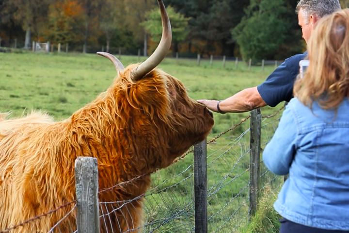 People petting a Highland cow with long horns over a fence in a grassy field.