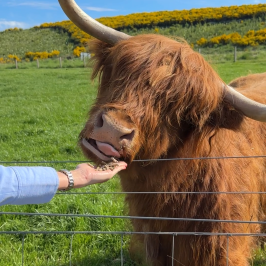 Person feeding a Highland cow with large horns over a fence in a grassy field.