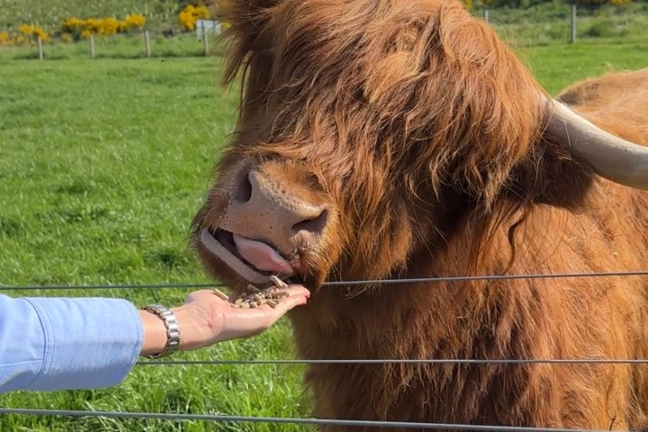 Person feeding a Highland cow with large horns over a fence in a grassy field.