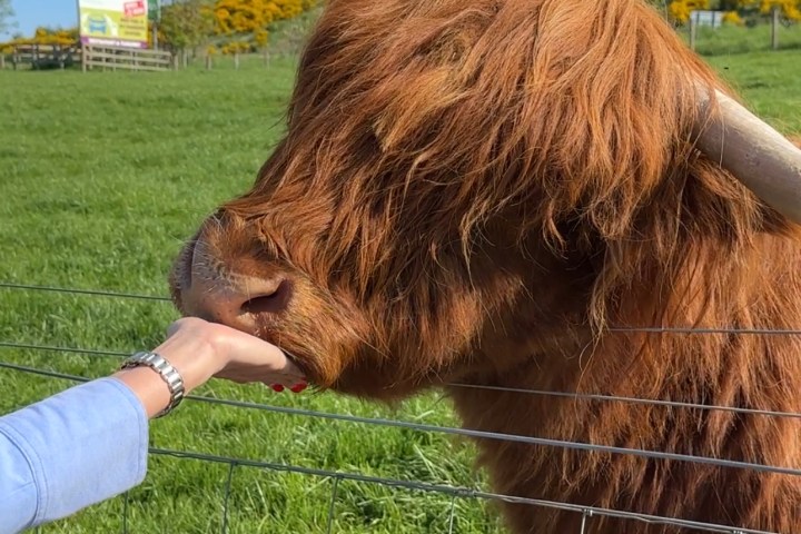 Person feeding a Highland cow at a fenced field with a scenic background.